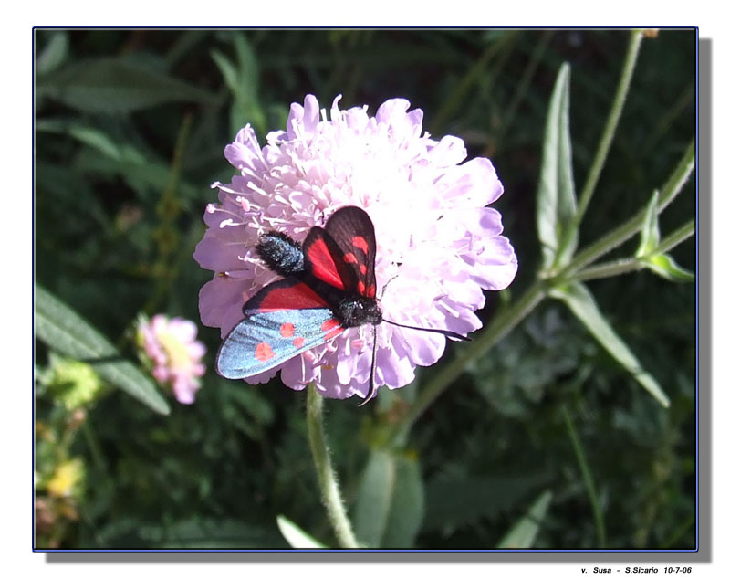 Zygaena lonicerae